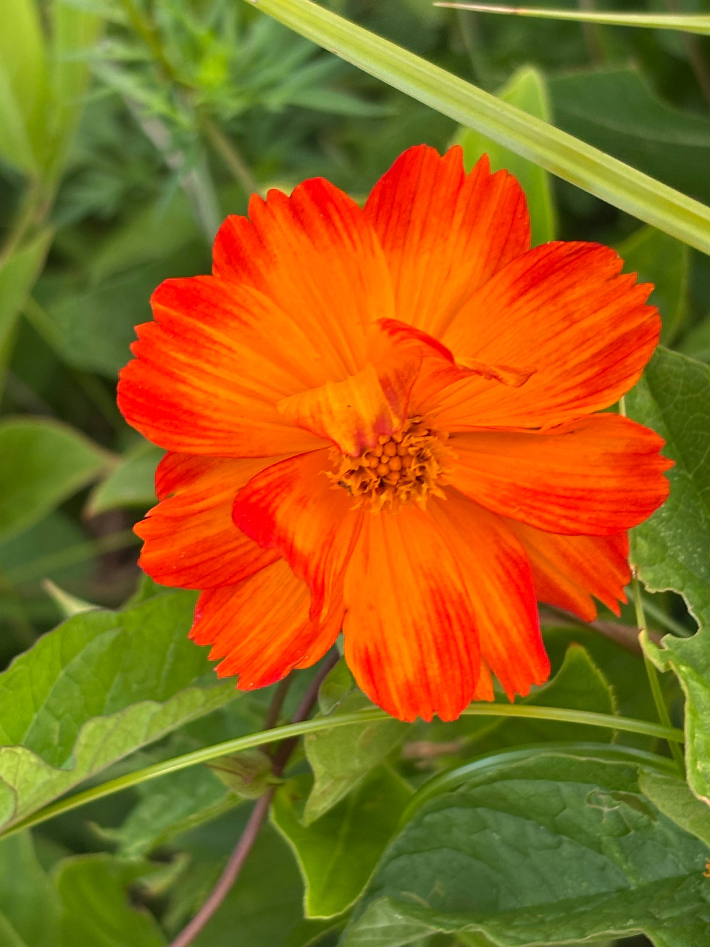 orange flower