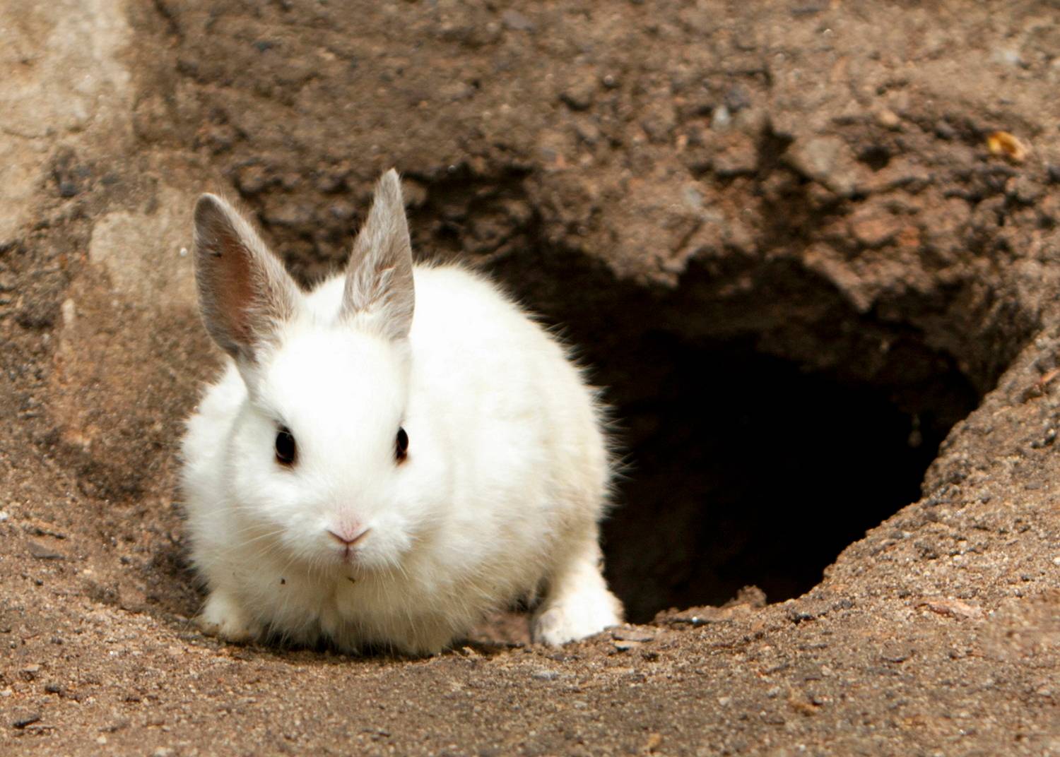 A white rabbit emerging from its burrow
