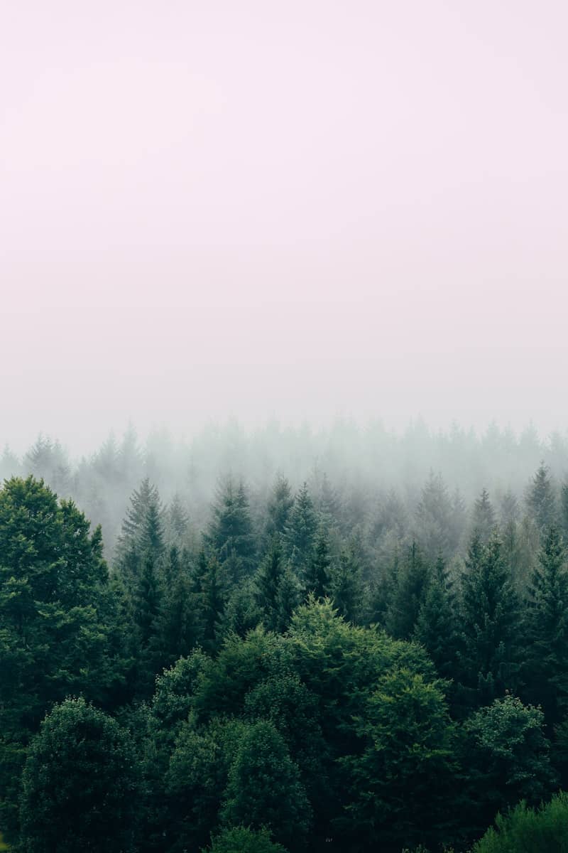 aerial photography of forest