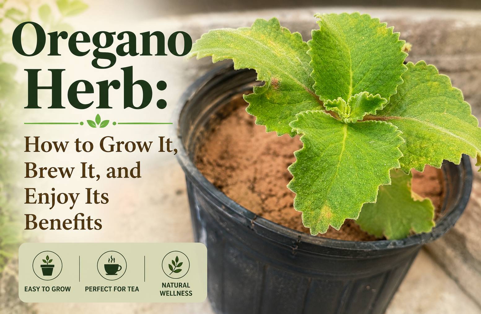 Oregano Herb: How to Grow It, Brew It, and Enjoy Its Benefits