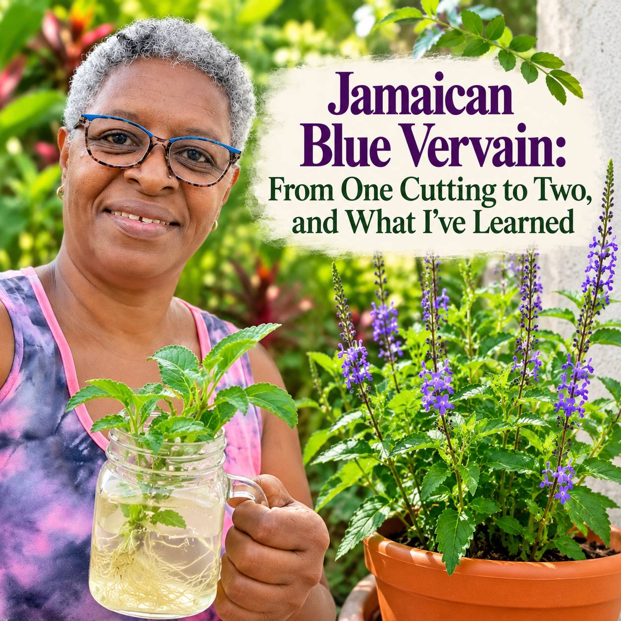 Jamaican Blue Vervain: From One Cutting to Two, and What I’ve Learned