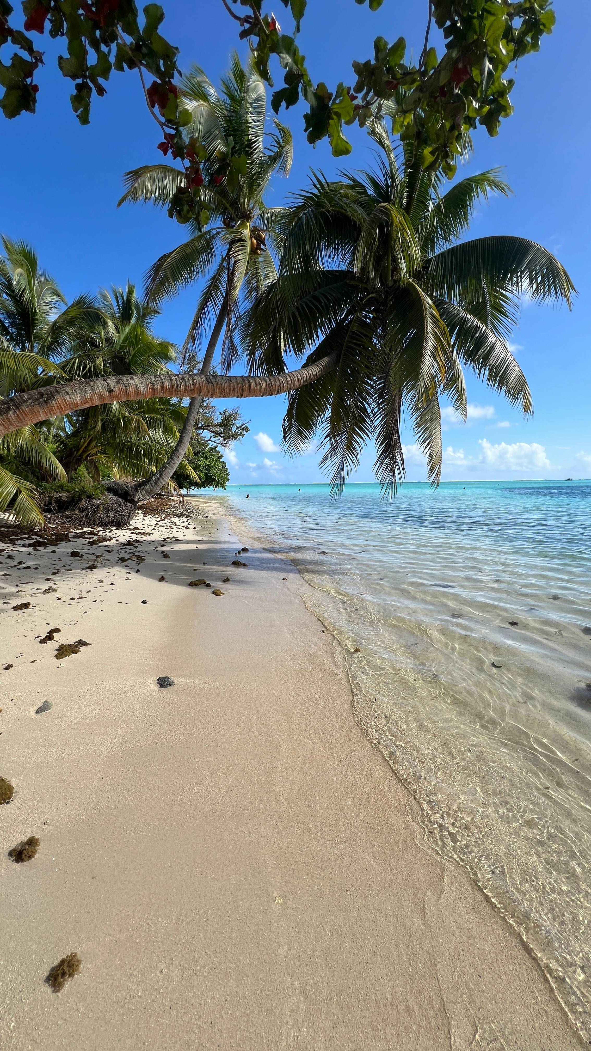 French Polynesia beach with palm tree