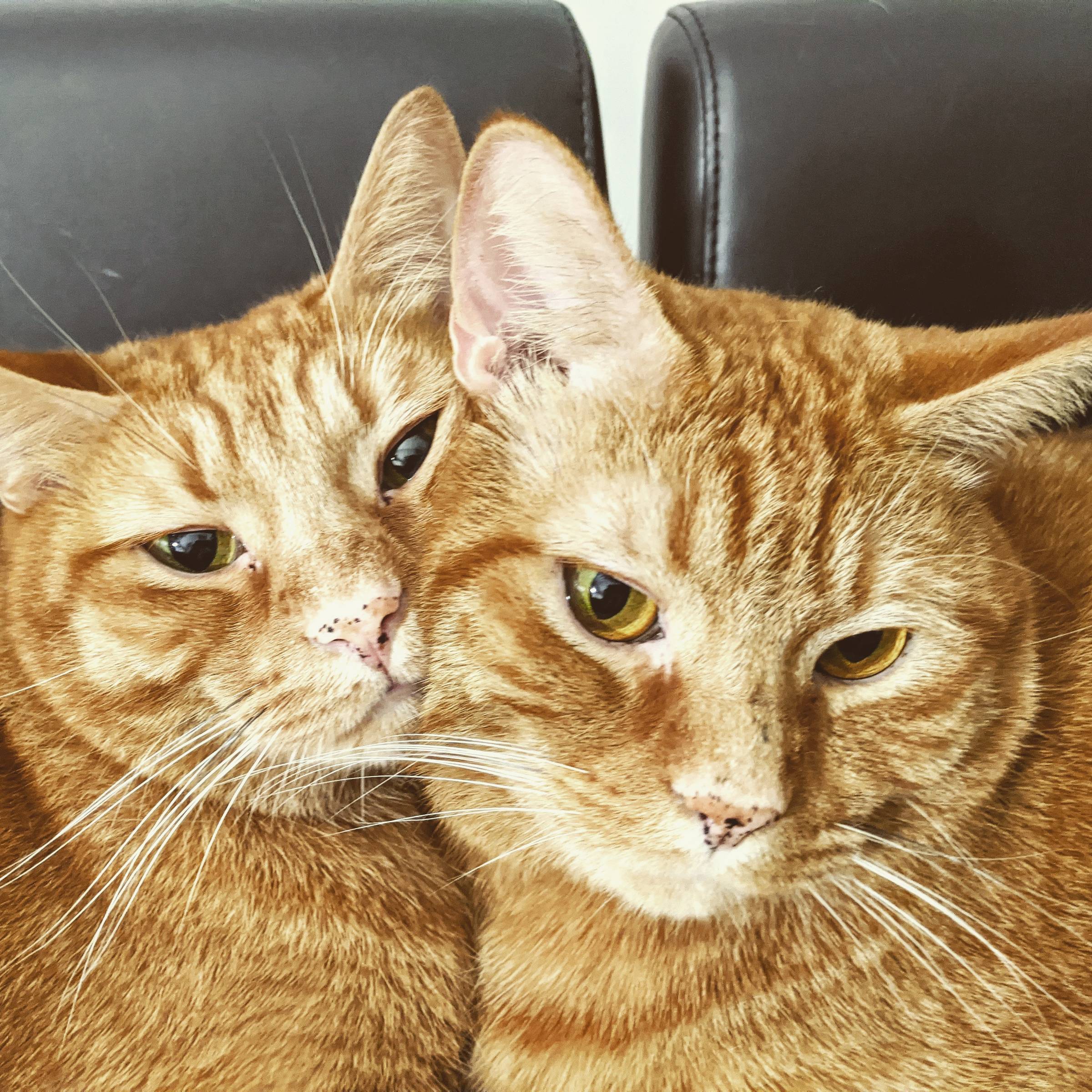 Goose (left, unrepentant) and Zeke (right, still confused about what the fuss was about).