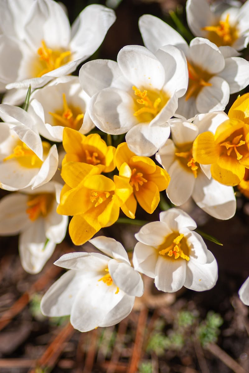 yellow and white flowers in tilt shift lens