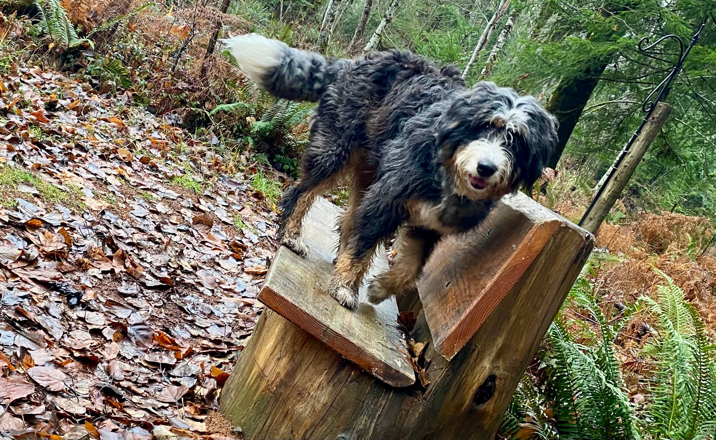 Large Aussie Mountain Doodle on a wooden bench in the woods.
