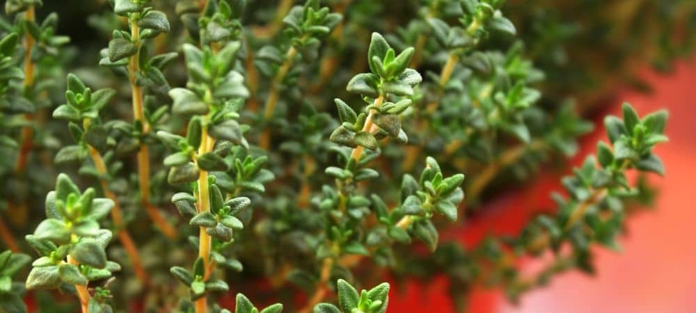 the healing magic of thyme