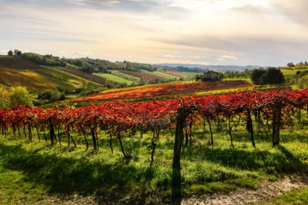 All about Lambrusco