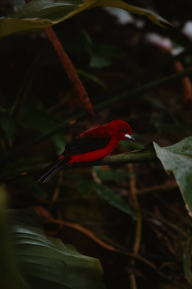 A red and black bird is sitting on a branch