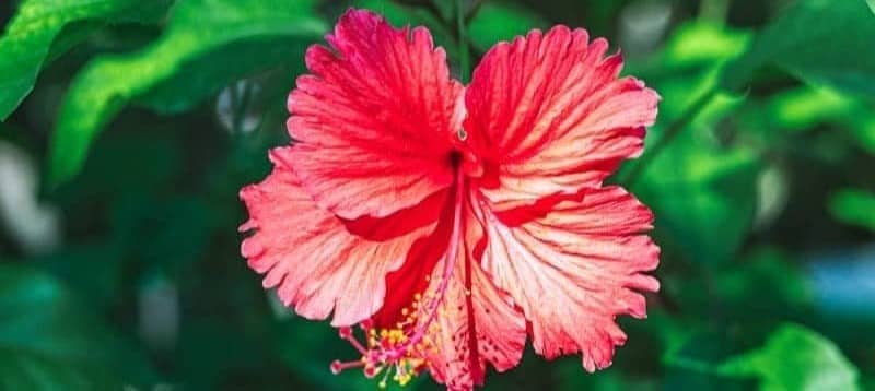 A vibrant red hibiscus flower blooms surrounded by green leaves.