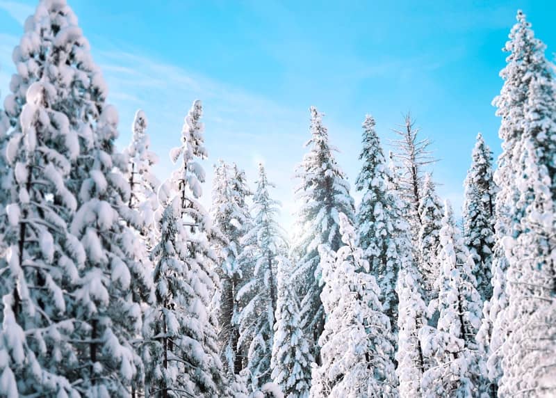 trees filled with snow during daytime