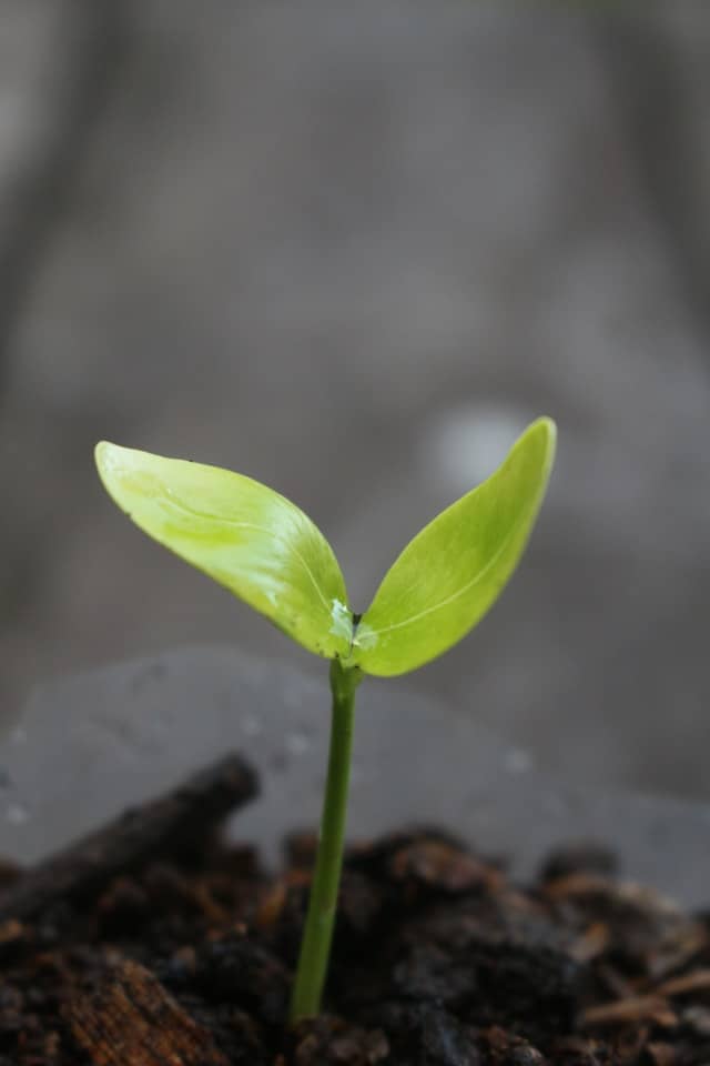 sprout coming up out of the ground