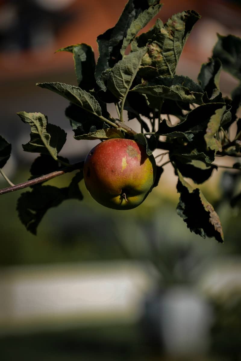 A single apple hangs from a leafy branch.