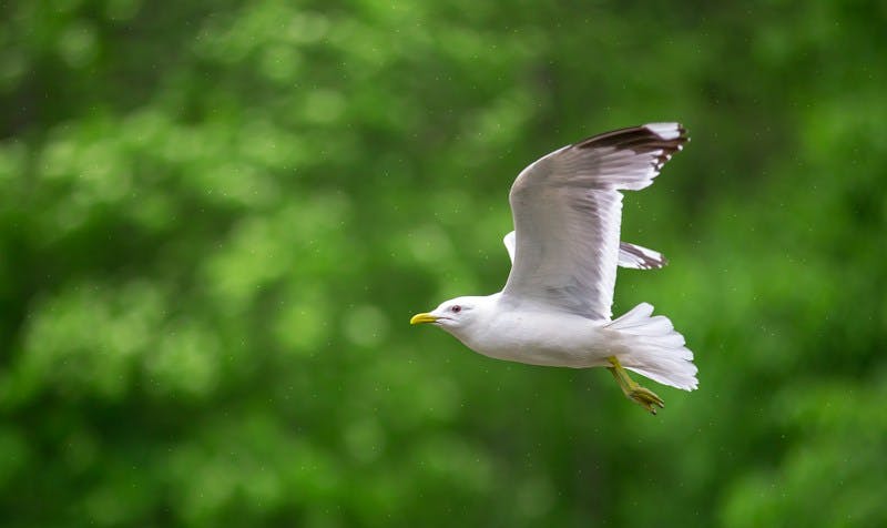 white gull flying during daytime