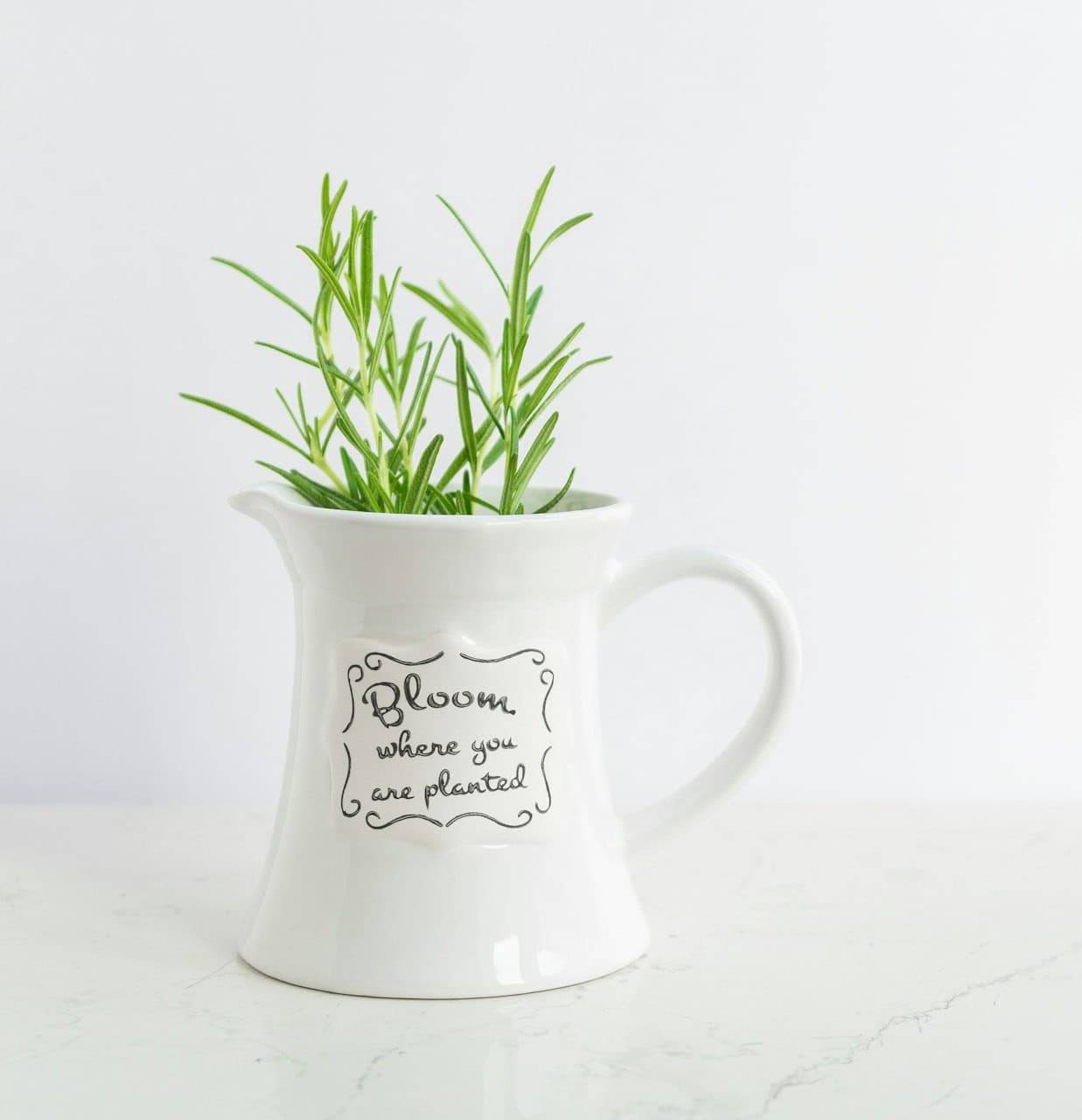 A white pitcher with the word bloom on front with rosemary sprouting out the top.