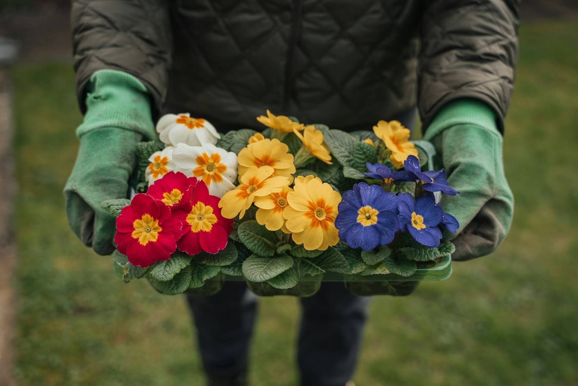 A person holding a tray of bright spring annuals with gloved hands.