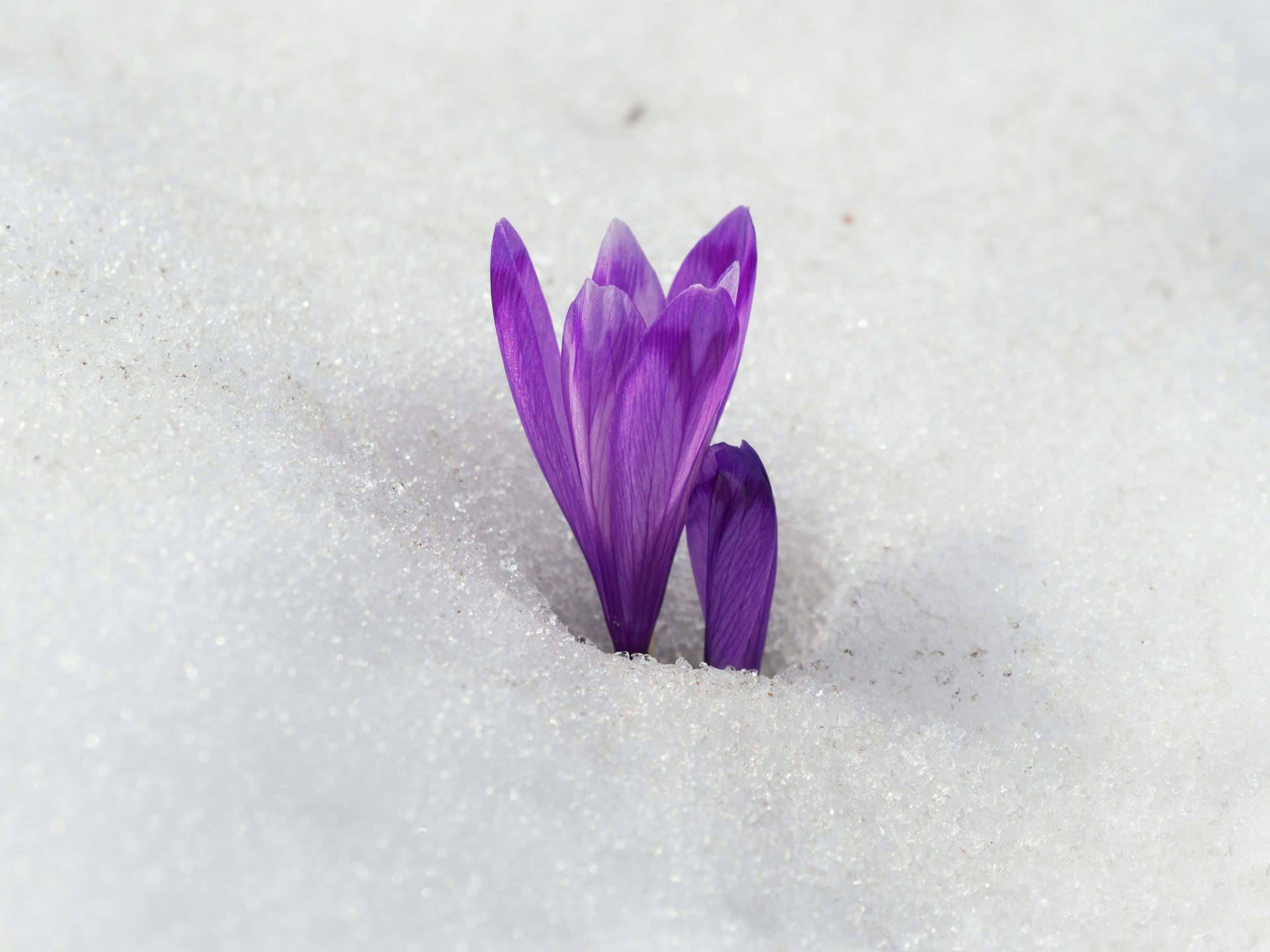 A purple bulb flower bursting up through the snow.