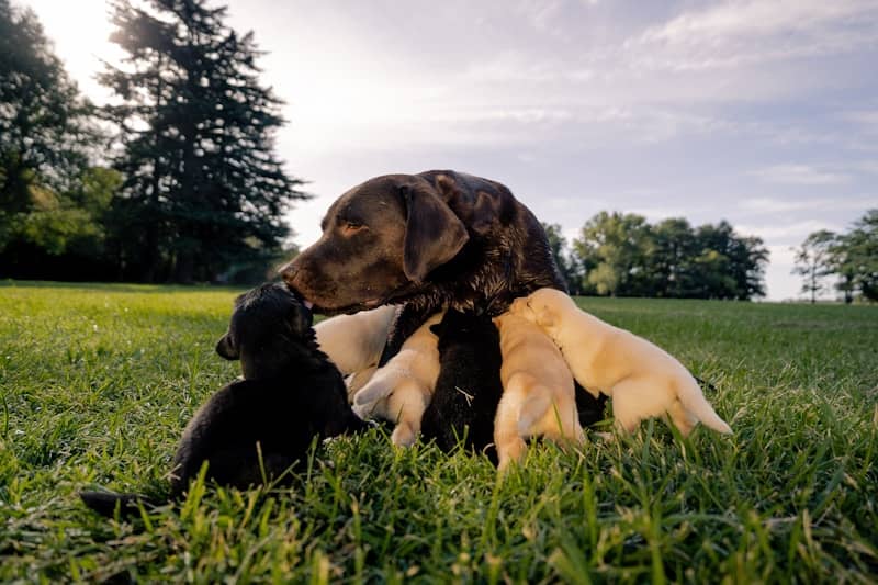 A mother dog nurses her puppies in the grass.
