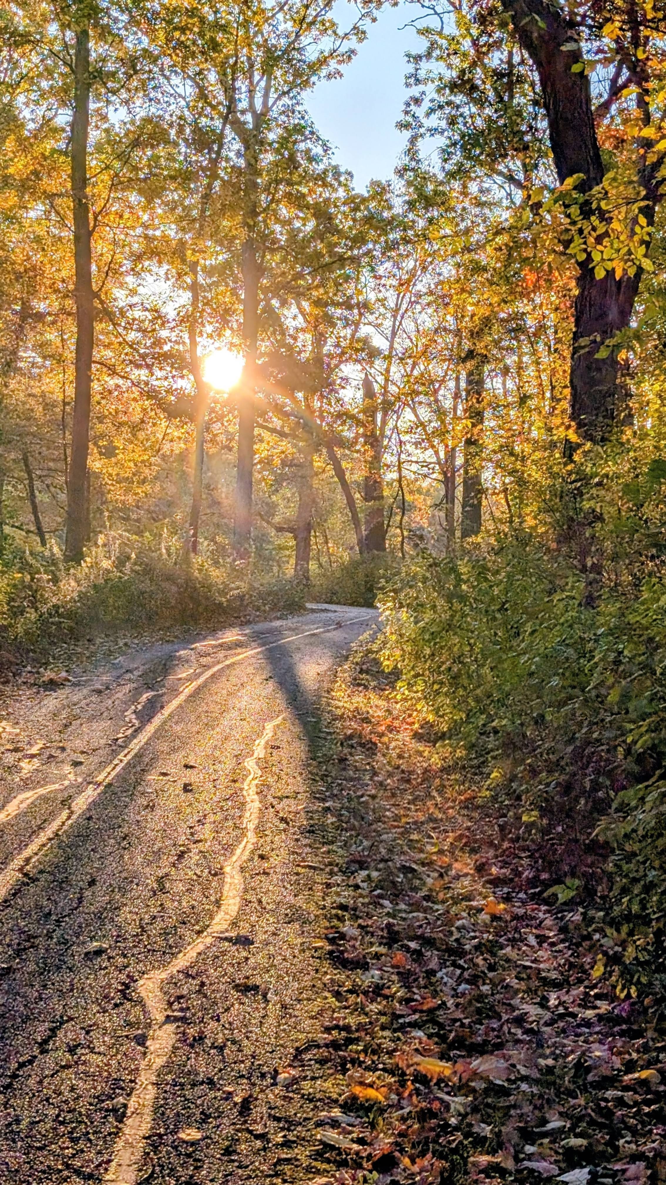 View of a walking path through the woods with the sun rising through the trees 
