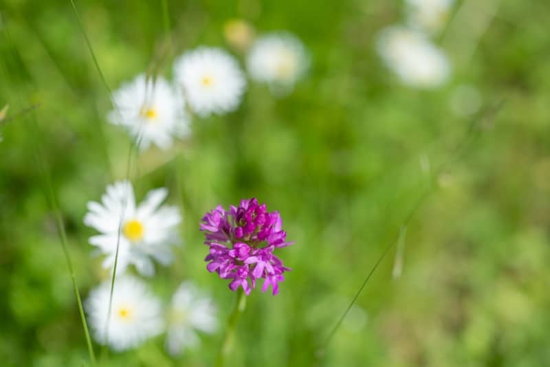 A single purple flower with white flowers in background