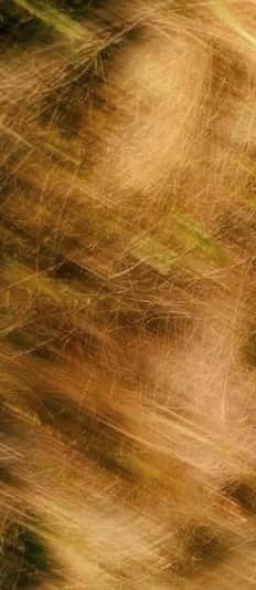 Abstract blur of dry grass in the wind