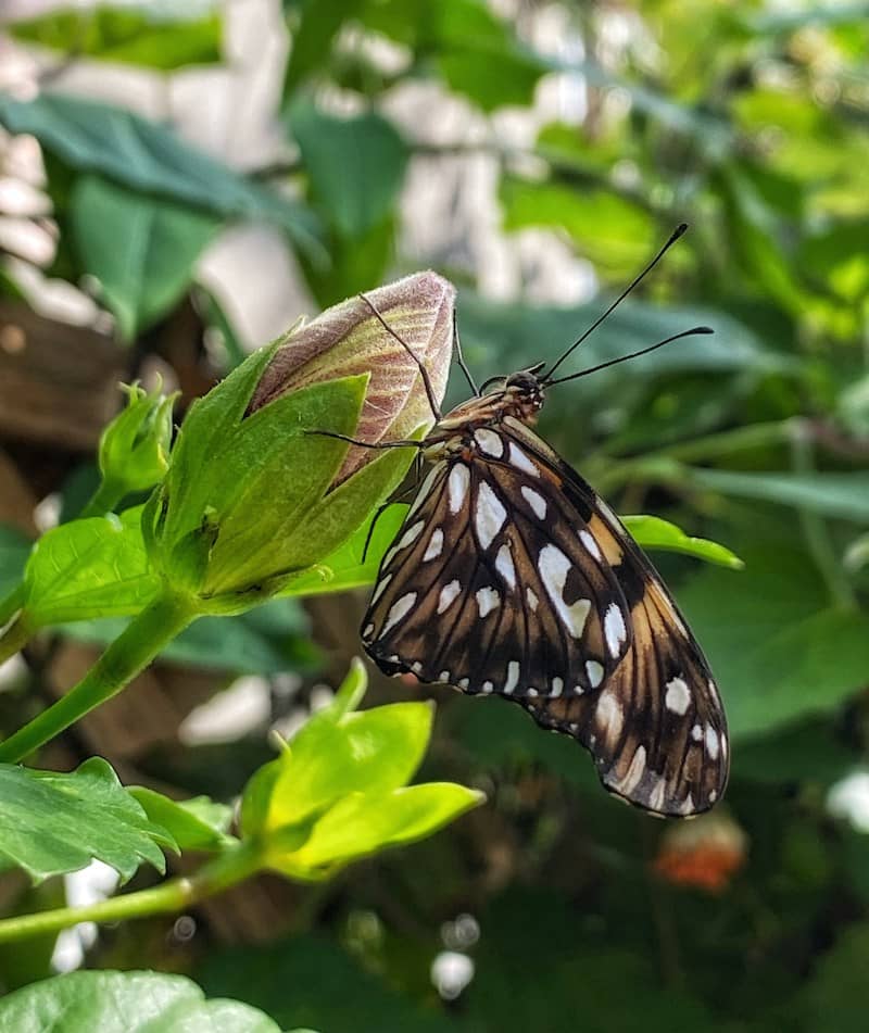A butterfly rests on a closed flower bud.
