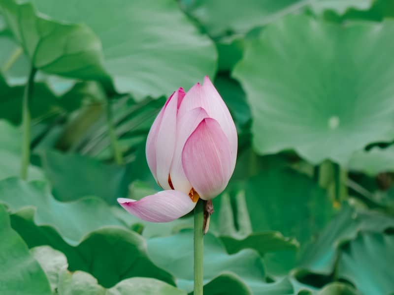 A beautiful pink lotus bud surrounded by green leaves.