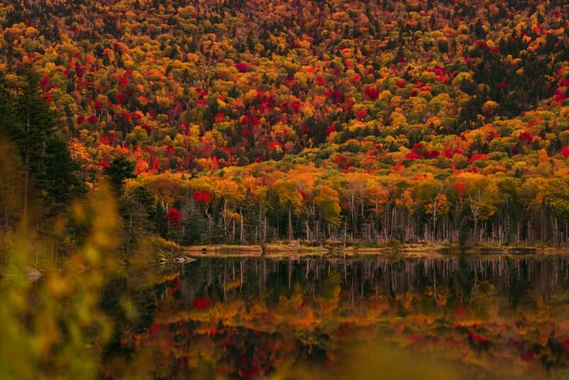 A dense forest with autumn foliage in red and gold reflecting in a lake