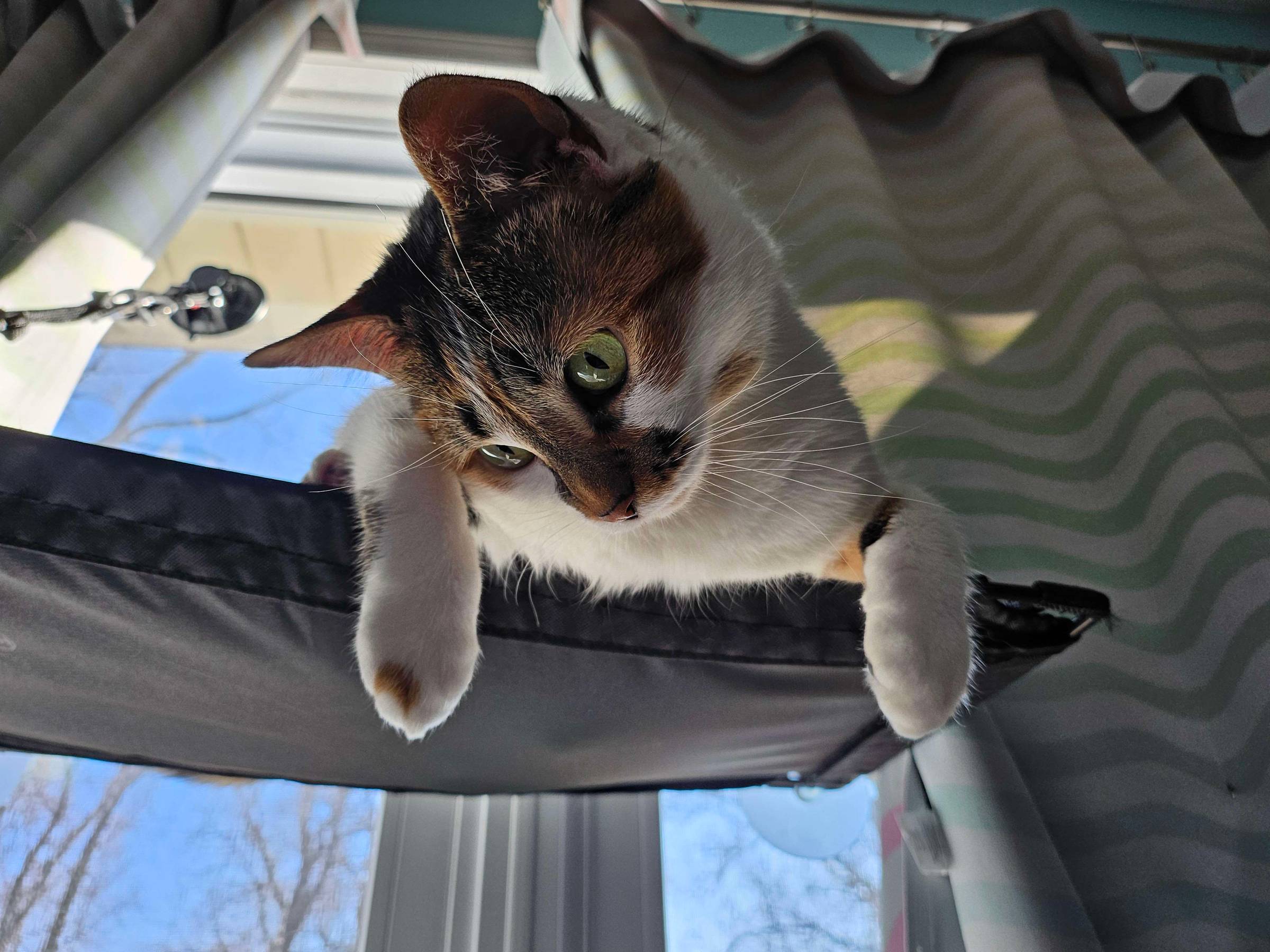 A calico cat tilts her head and stares at something beneath her perch.