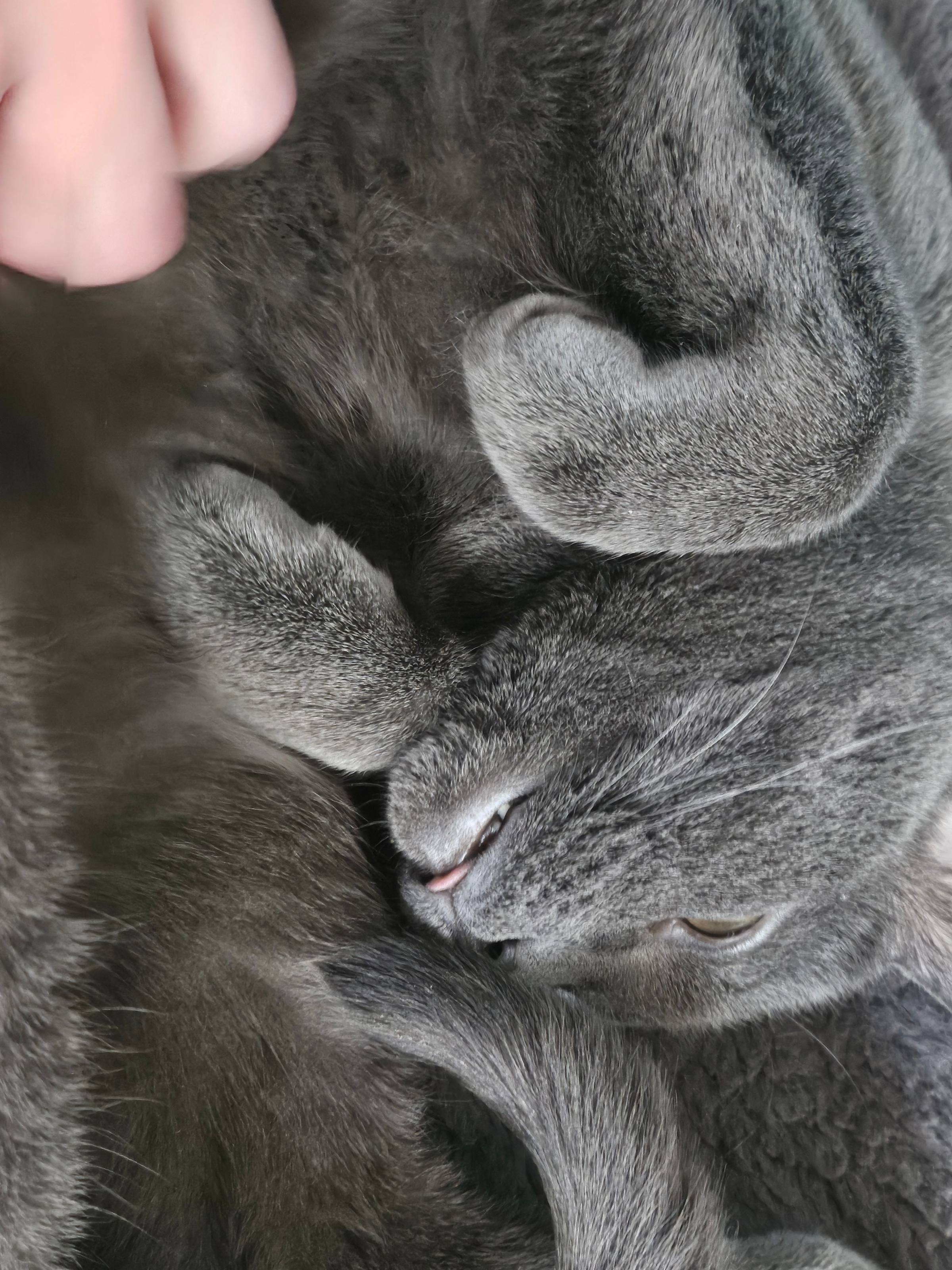 A gray cat curled up on his back, tongue peeking out of his mouth, front paws up.
