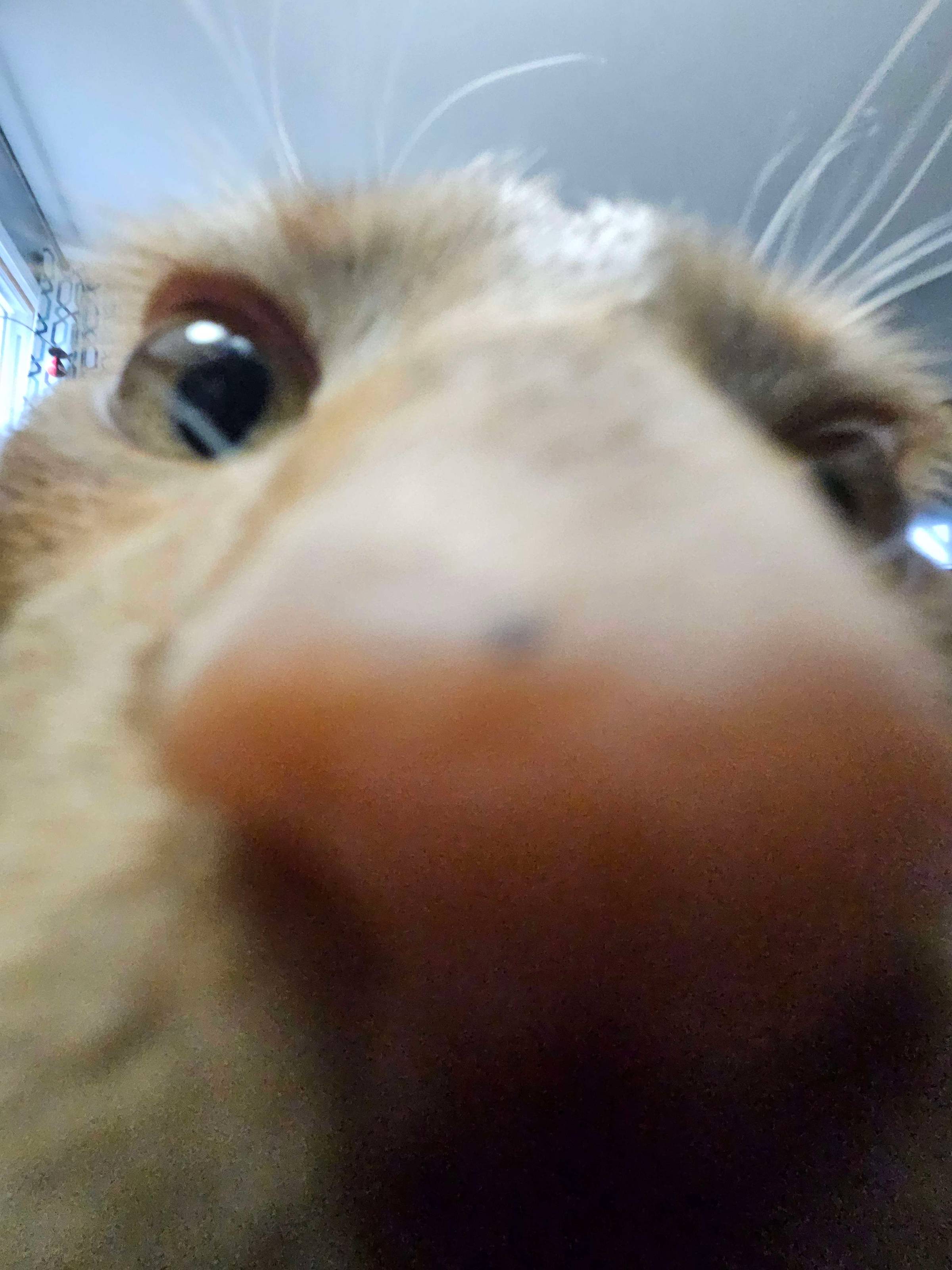 An extreme close up of an orange cat. His nose is large and out of focus.