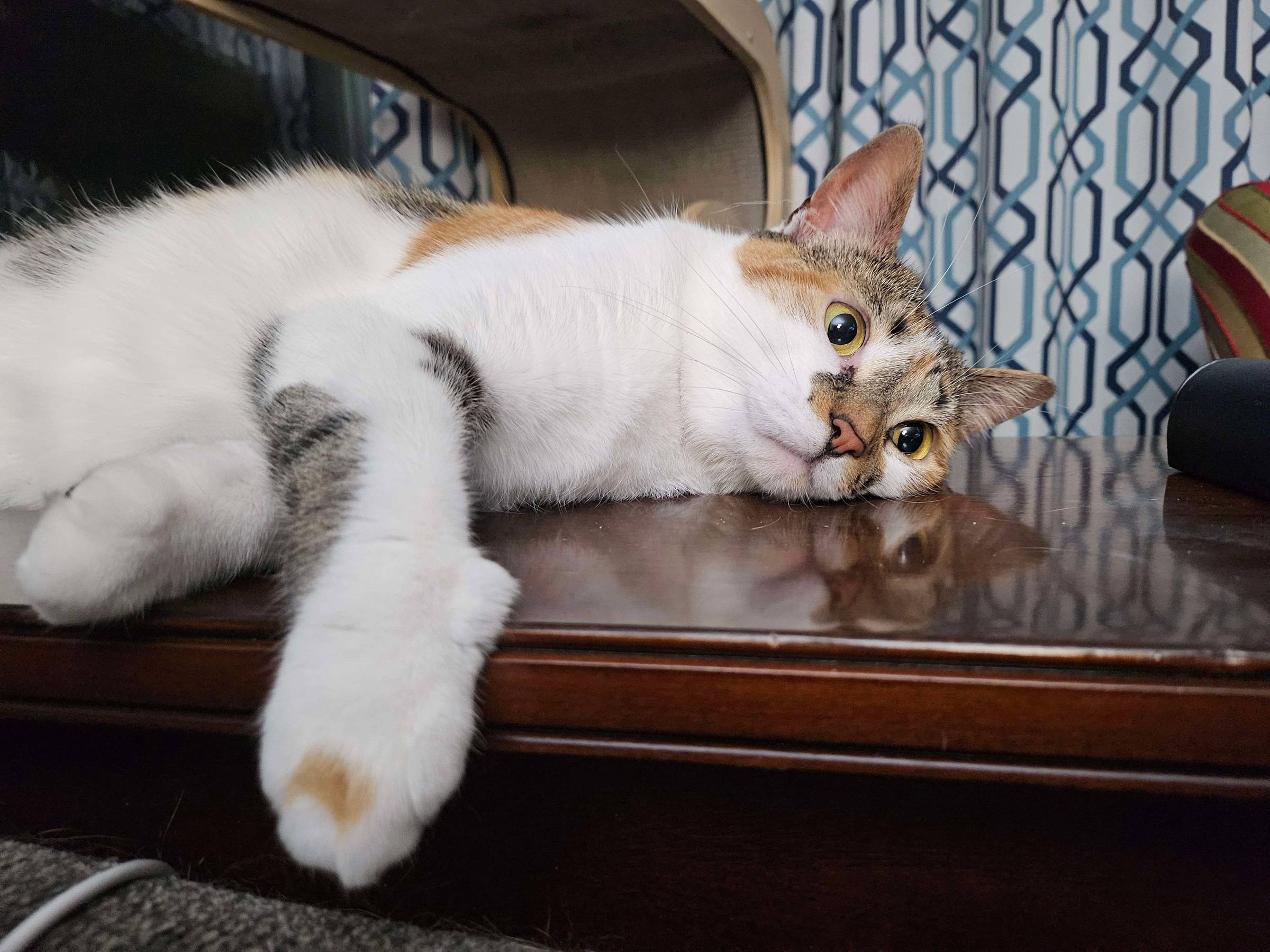 A calico cat lays on her side, staring into the middle distance. She looks vaguely traumatized.