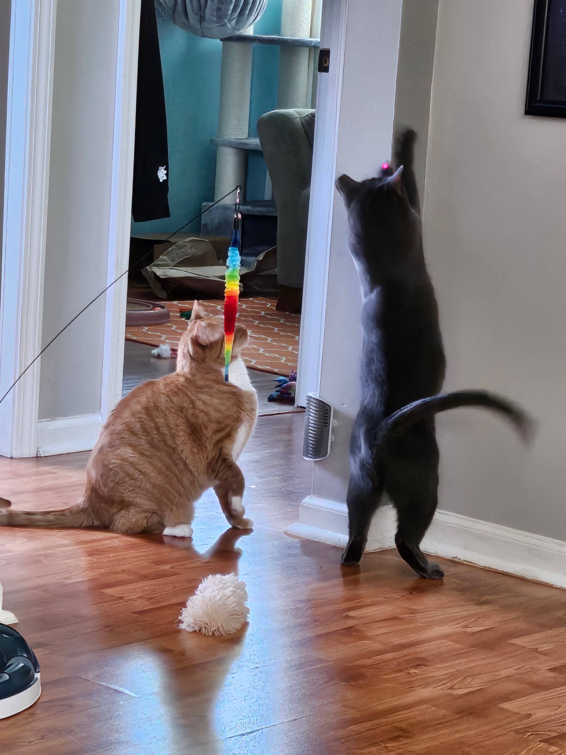 An orange cat watches a gray cat chase a laser pointer up the wall.
