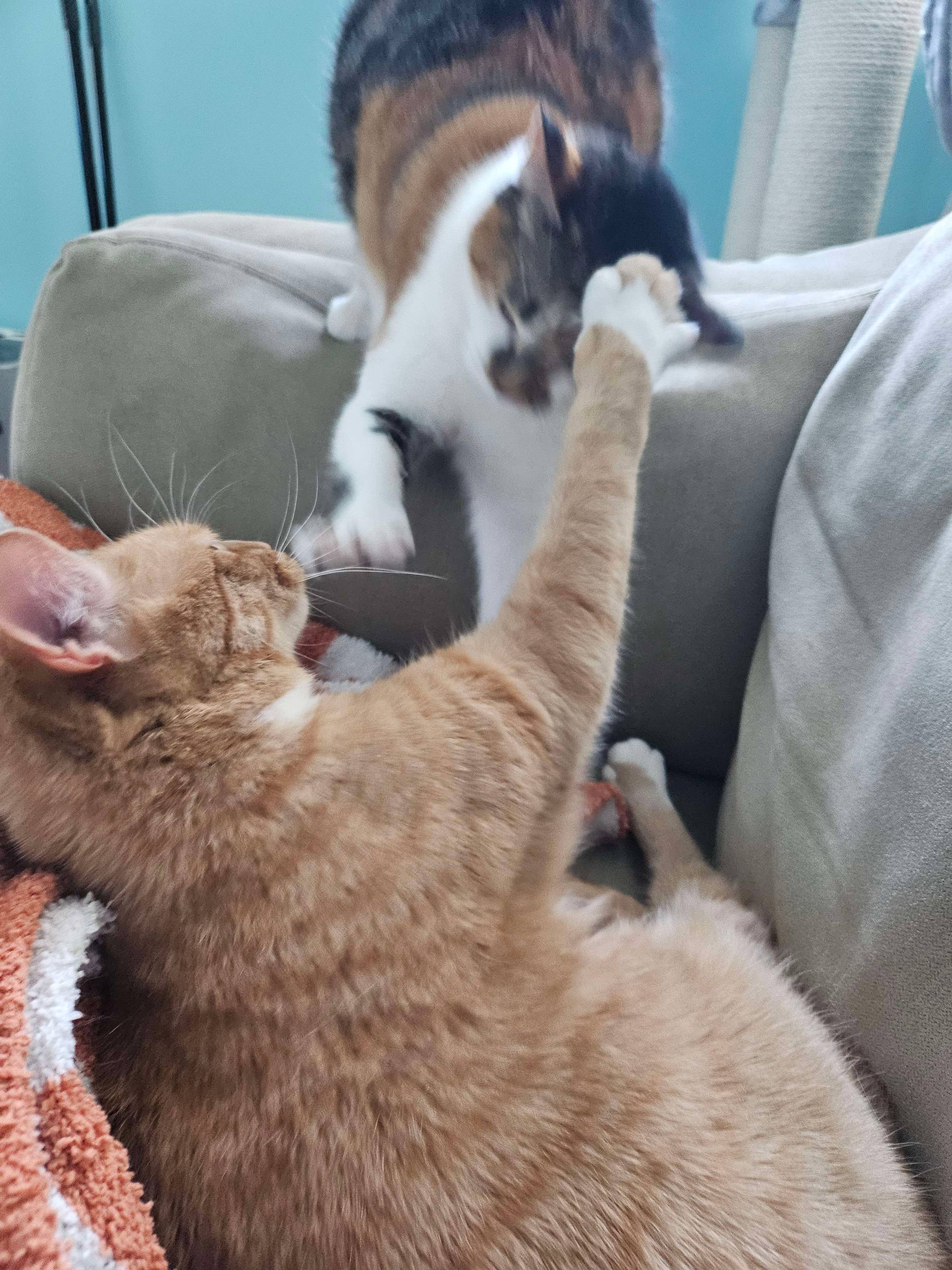 An orange cat and a blurry calico cat swipe at each other.
