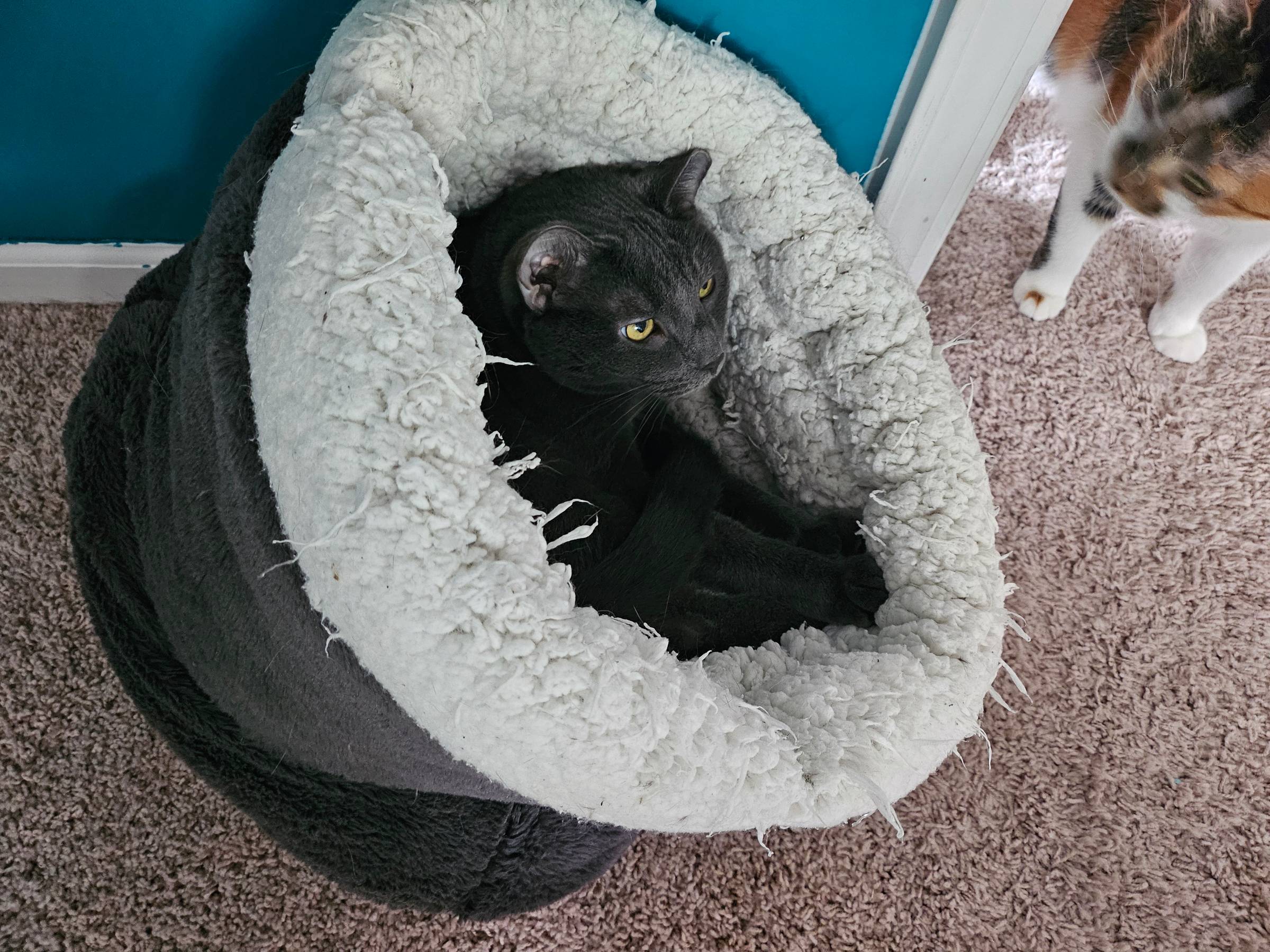 Thor, a gray cat, is curled up inside a sleeping bag-like cat bed.