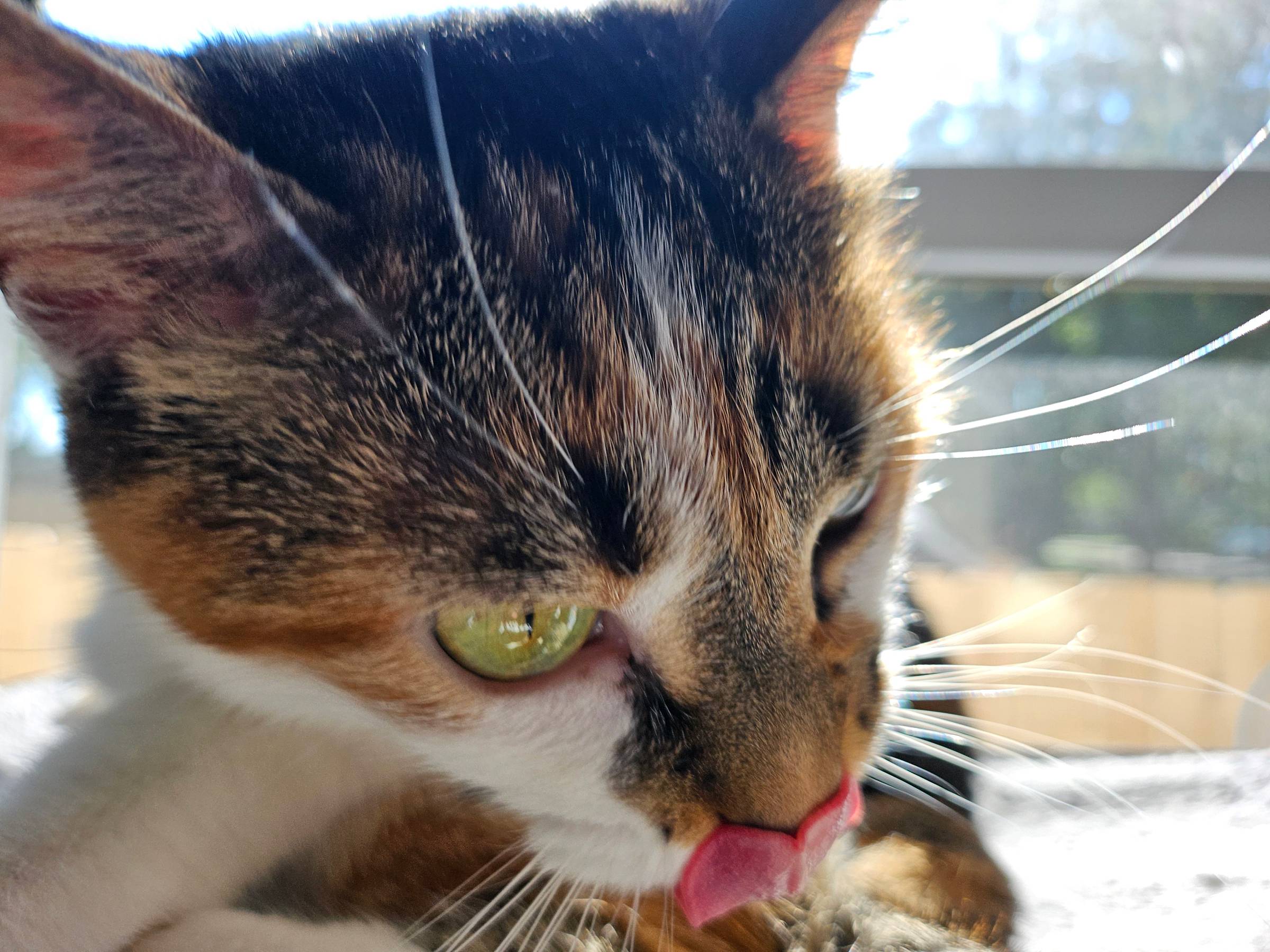 A calico cat licks her lips.