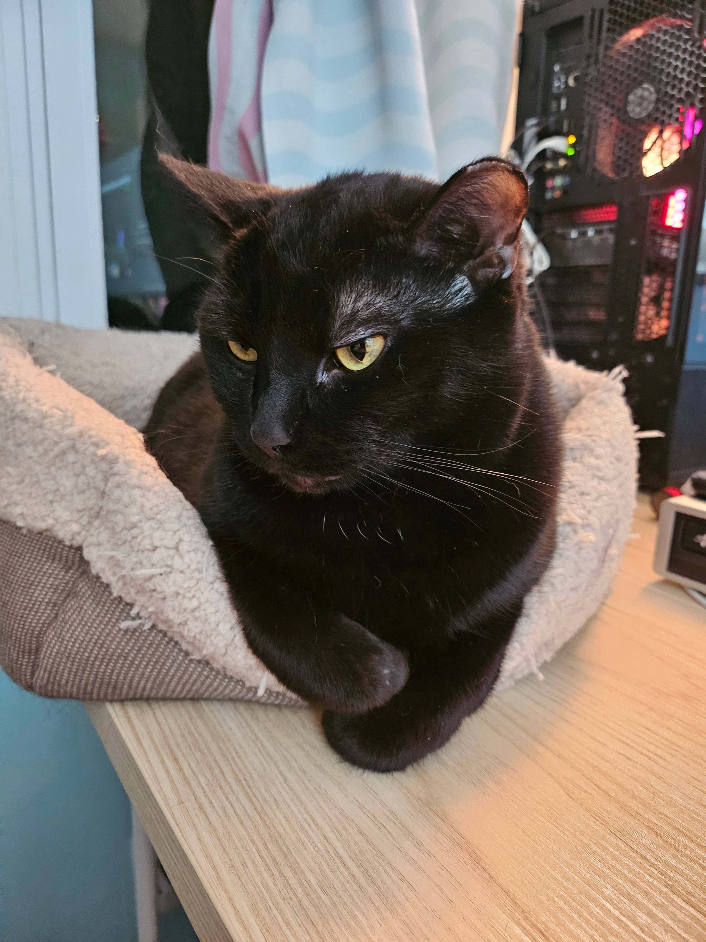 A black cat laying on a fluffy bed with his front paws crossed politely in front of him.