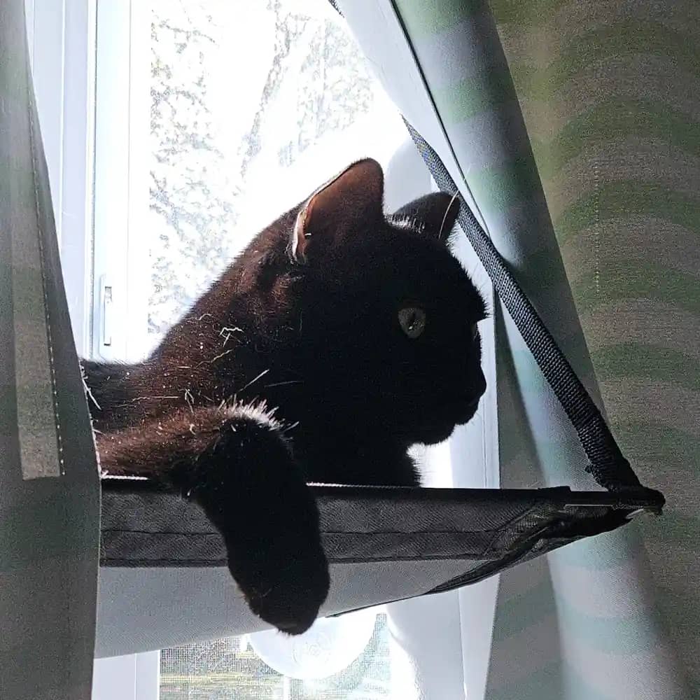 Loki, a black cat laying on a perch. His green eyes are staring to the left. He's lit from behind with the sun and framed by striped curtains.