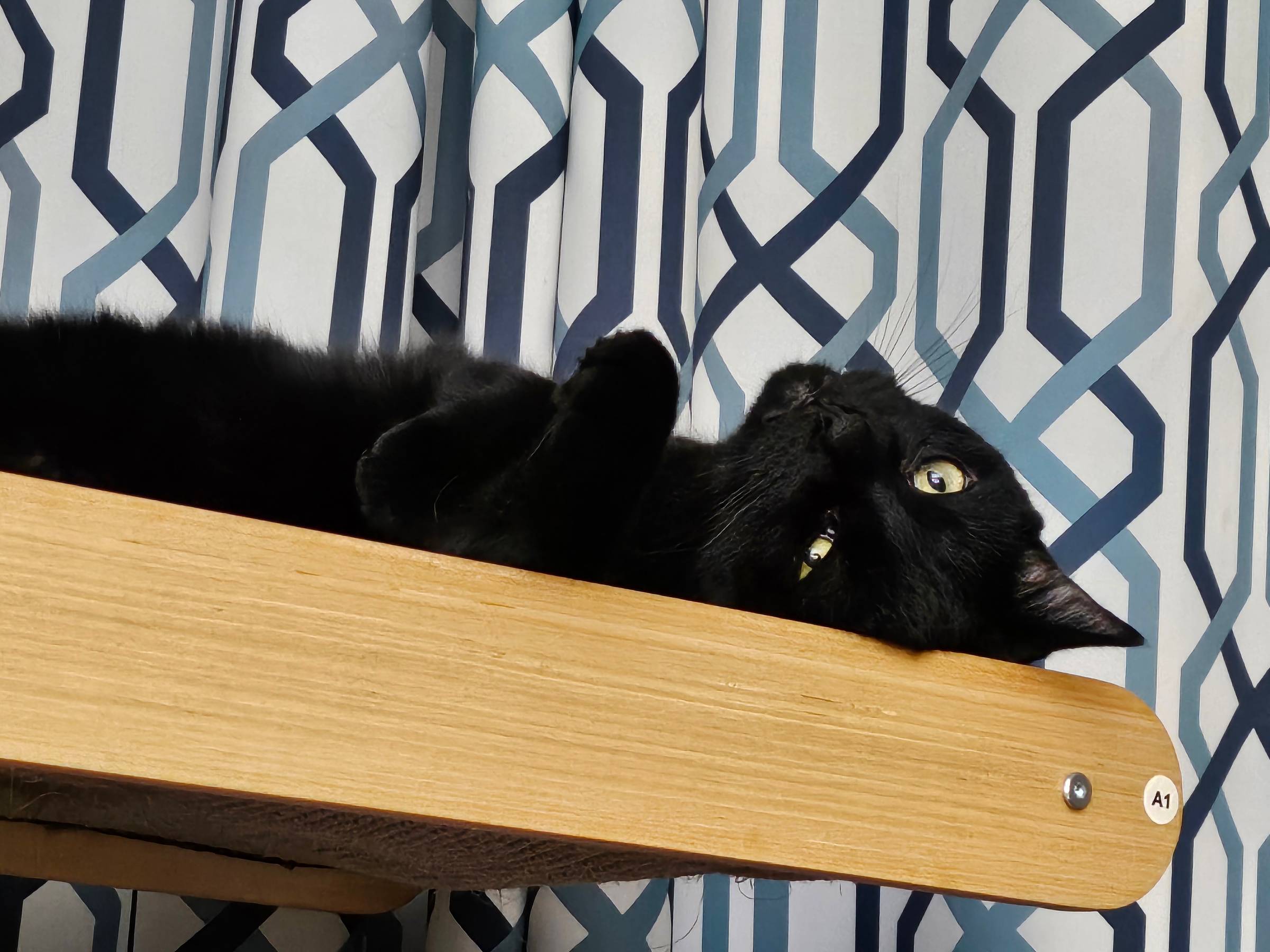 A black cat on his back, staring down at the viewer.