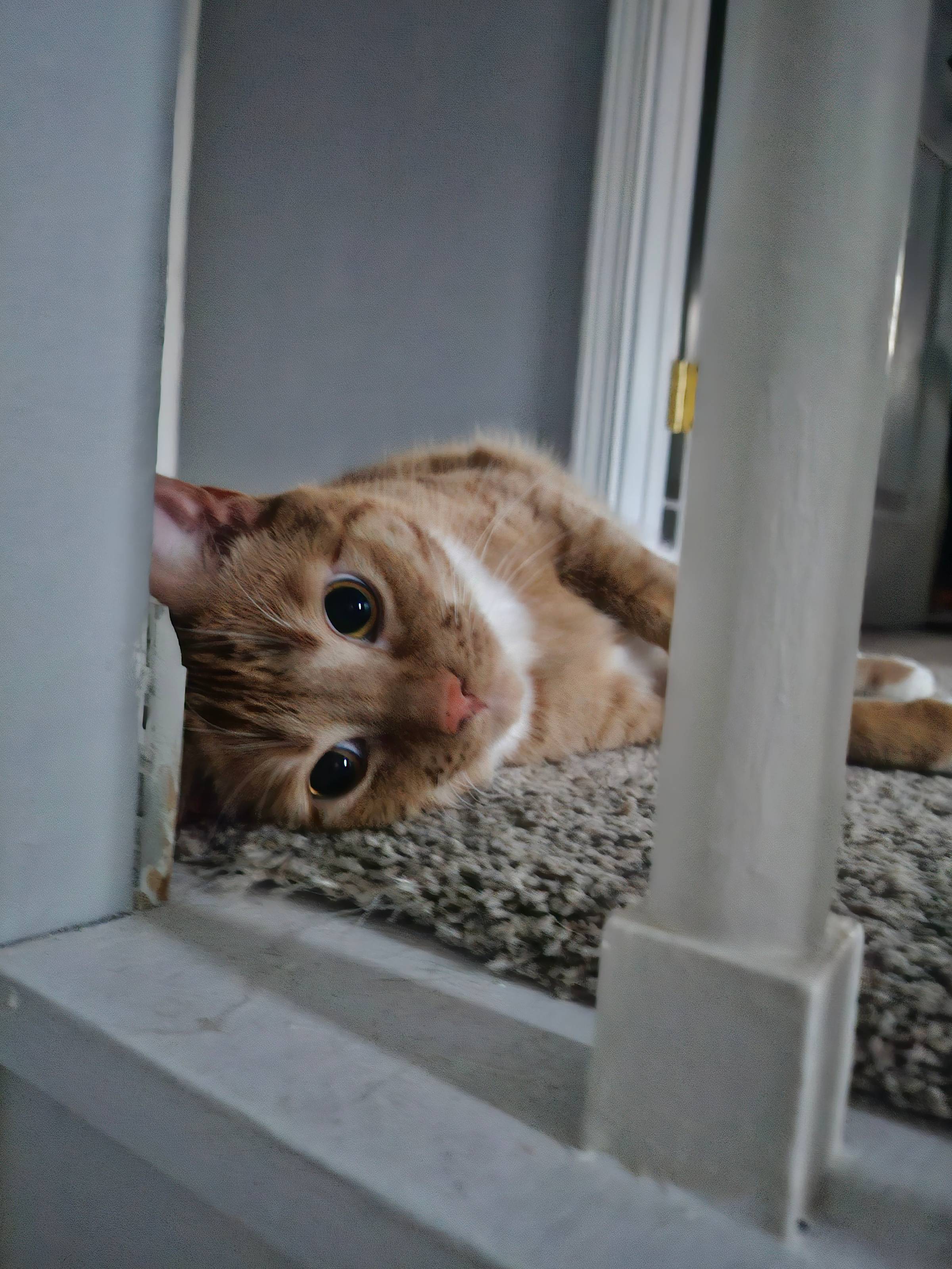An orange cat lays on his side on carpet, staring at the camera
