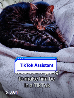 picture of dark tabby cat with title "tiktok assistant"