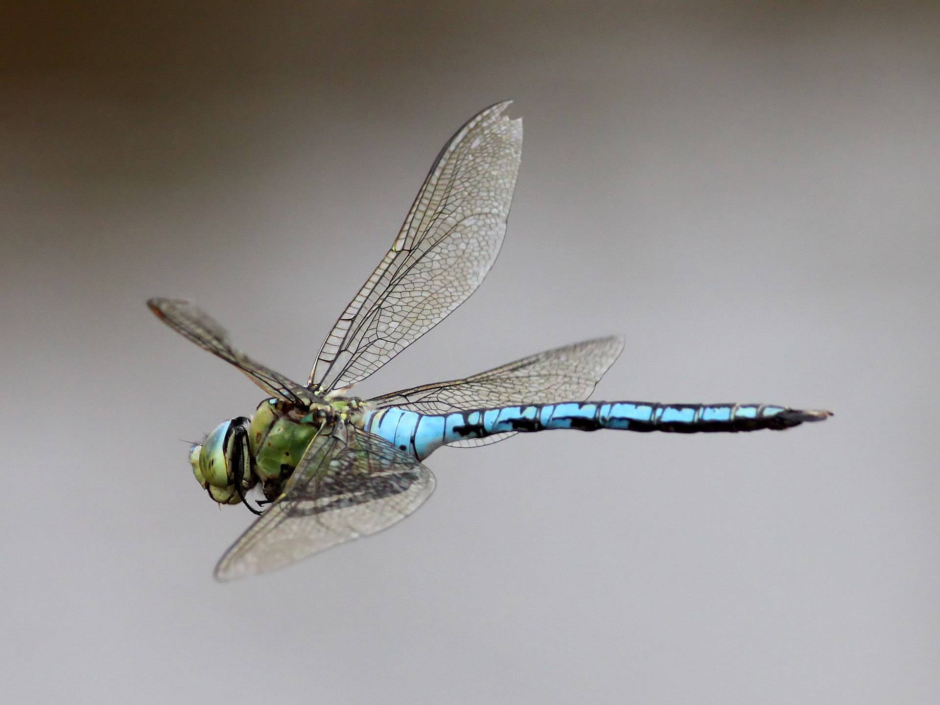 Emperor Dragonfly