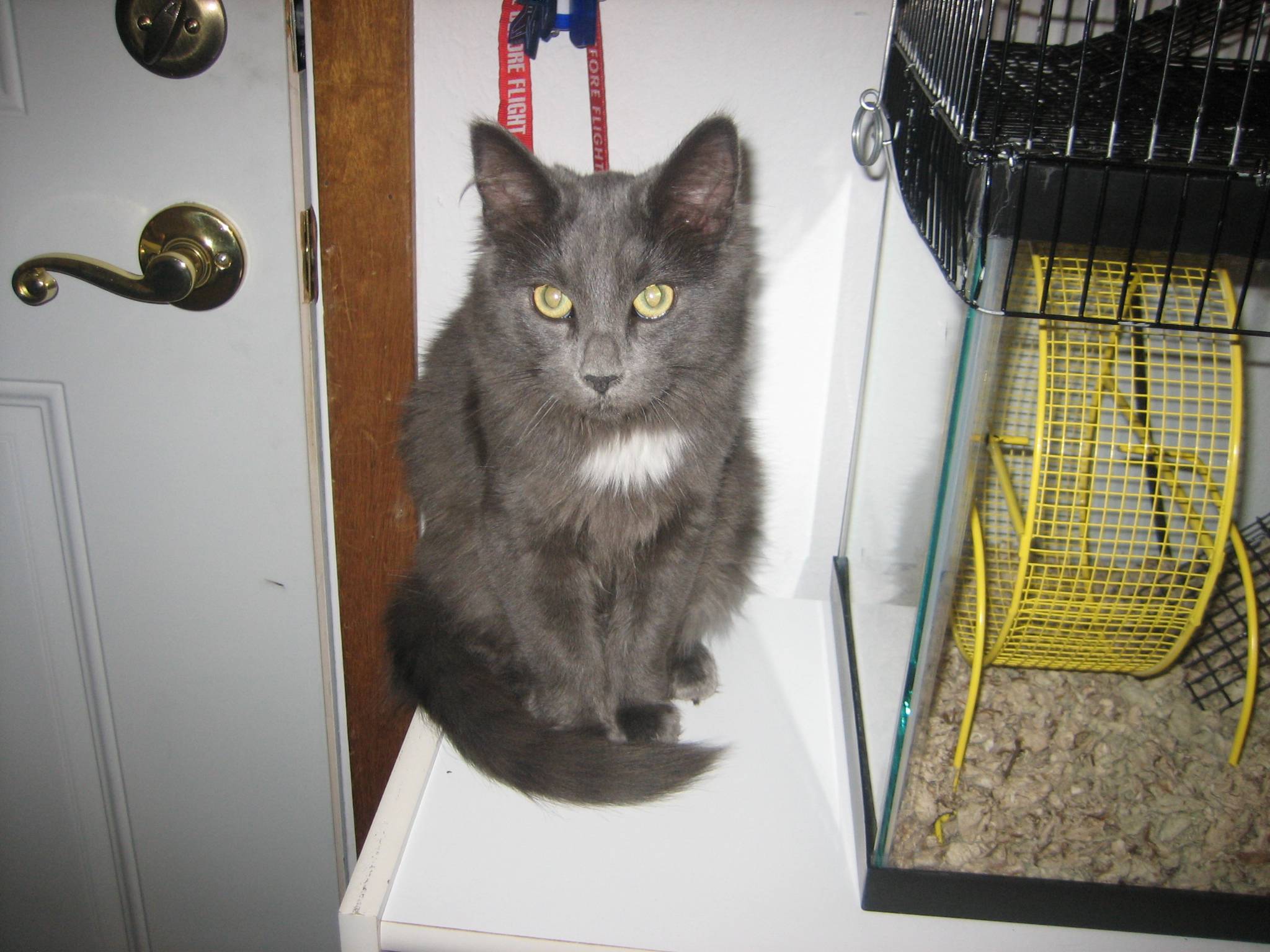 My cat Suzie 16 years ago soon after she found me