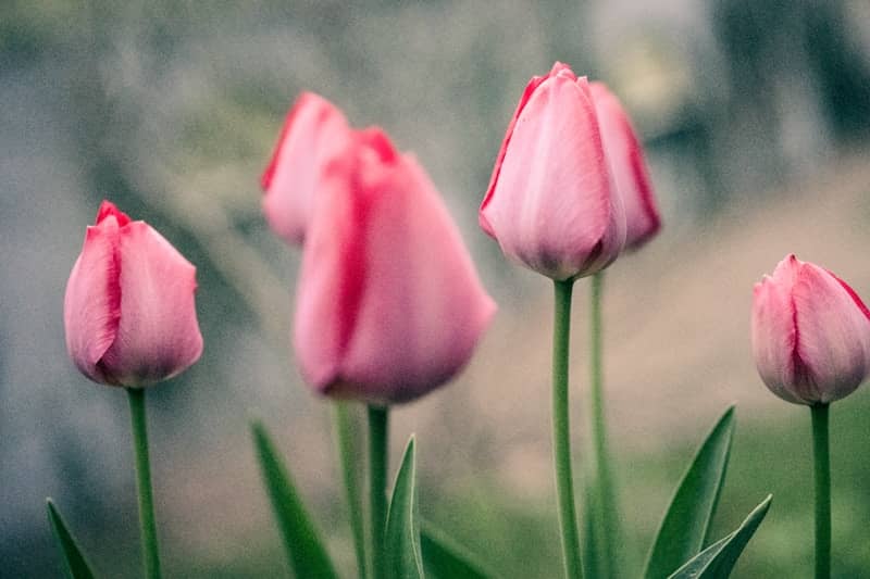 Pink tulips stand tall in a garden.