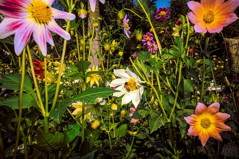 A bee collects nectar from a white dahlia flower.