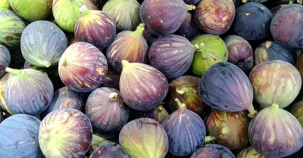 Fresh purple and green figs in a pile.