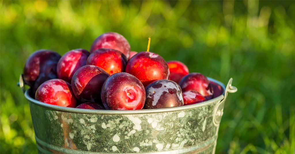 Purple red plums in a metal bucket sitting on the grass.