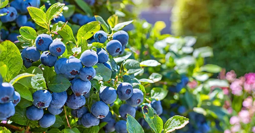 Blueberries growing in a garden.