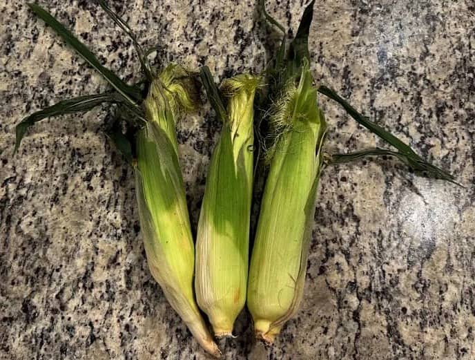 Three ears of corn in their husks on a kitchen counter.