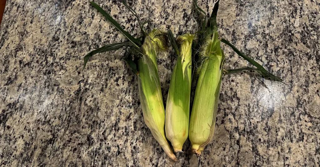 Three ears of corn in their husks on a kitchen counter.