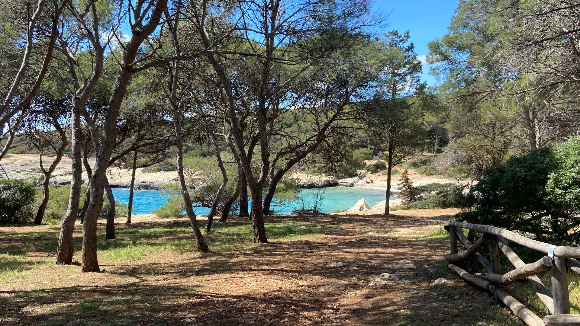 Schöner Wald direkt am Meer